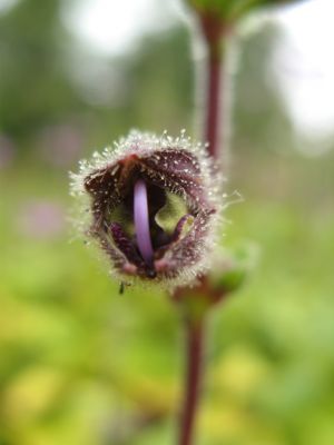 Salvia przewalskii, dan shen gansu